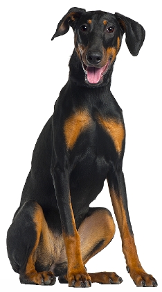 Dobermann